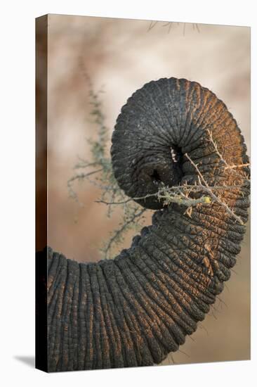 Botswana, Chobe NP, Close-up of Trunk of Elephant Feeding at Sunset-Paul Souders-Premier Image Canvas