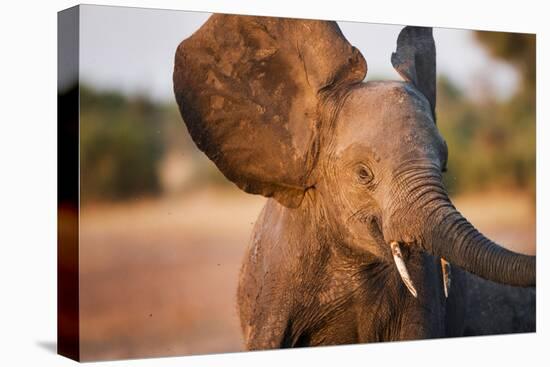 Botswana, Chobe NP, Elephant Flapping Ears as a Threat Display-Paul Souders-Premier Image Canvas