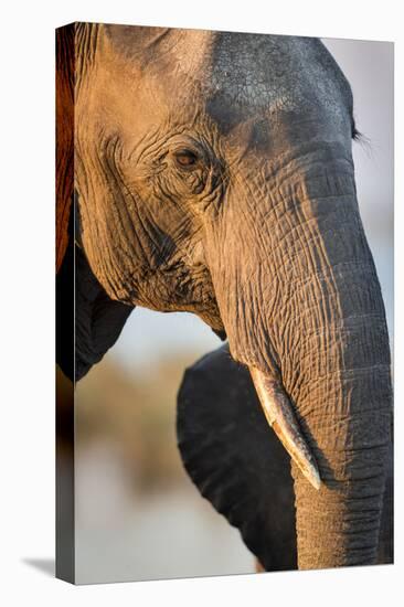 Botswana, Chobe NP, Elephant Standing Along Chobe River at Sunset-Paul Souders-Premier Image Canvas