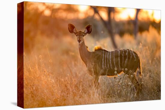 Botswana, Chobe NP, Greater Kudu Standing in Savuti Marsh at Sunrise-Paul Souders-Premier Image Canvas