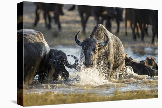 Botswana, Chobe NP, Herd of Cape Buffalo Swimming across River-Paul Souders-Premier Image Canvas