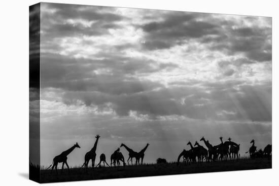 Botswana, Chobe NP, Herd of Giraffes Feeding Along Chobe River's Banks-Paul Souders-Premier Image Canvas