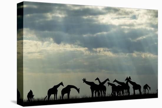 Botswana, Chobe NP, Herd of Giraffes Feeding Along Chobe River's Banks-Paul Souders-Premier Image Canvas