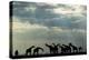 Botswana, Chobe NP, Herd of Giraffes Feeding Along Chobe River's Banks-Paul Souders-Premier Image Canvas