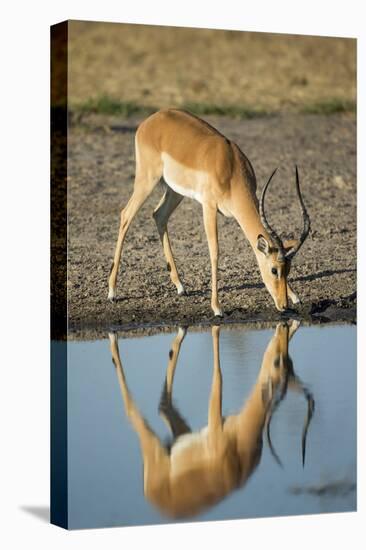 Botswana, Chobe NP, Impala Drinking from Water Hole in Morning Sun-Paul Souders-Premier Image Canvas