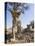 Botswana, Chobe NP, Lion Cub Approaching Remote Camera in Savuti Marsh-Paul Souders-Premier Image Canvas