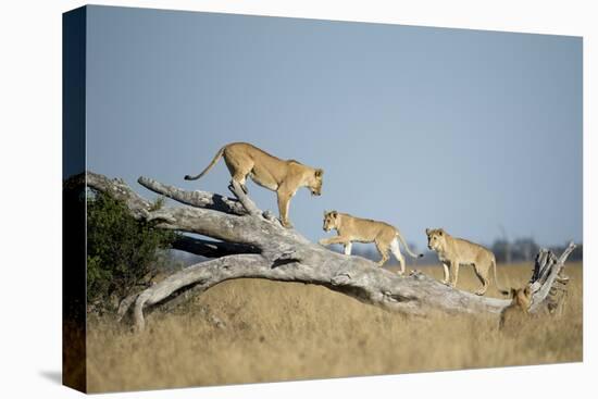 Botswana, Chobe NP, Lioness and Cubs Climbing on Acacia Tree-Paul Souders-Premier Image Canvas