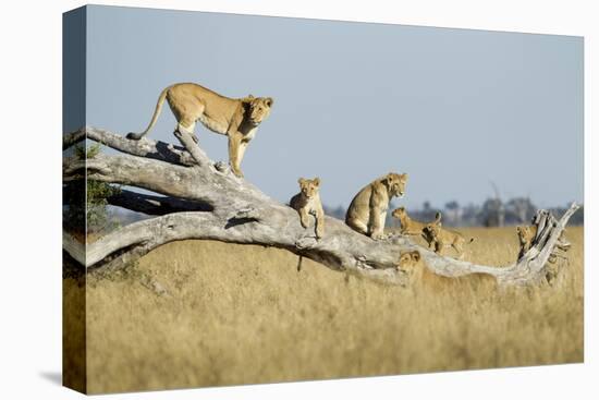 Botswana, Chobe NP, Lioness and Cubs Climbing on Acacia Tree-Paul Souders-Premier Image Canvas