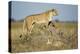 Botswana, Chobe NP, Lioness and Young Cubs Standing on Termite Mound-Paul Souders-Premier Image Canvas