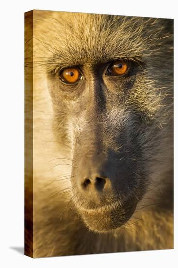 Botswana, Chobe NP, Portrait of Chacma Baboon Sitting in Morning Sun-Paul Souders-Premier Image Canvas