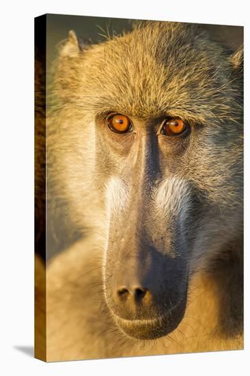 Botswana, Chobe NP, Portrait of Chacma Baboon Sitting in Morning Sun-Paul Souders-Premier Image Canvas