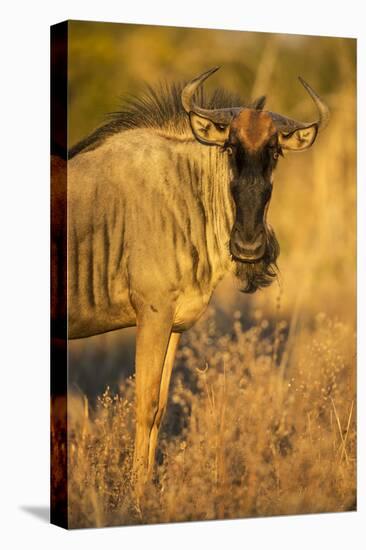 Botswana, Chobe NP, Wildebeest Standing in Savuti Marsh at Dawn-Paul Souders-Premier Image Canvas
