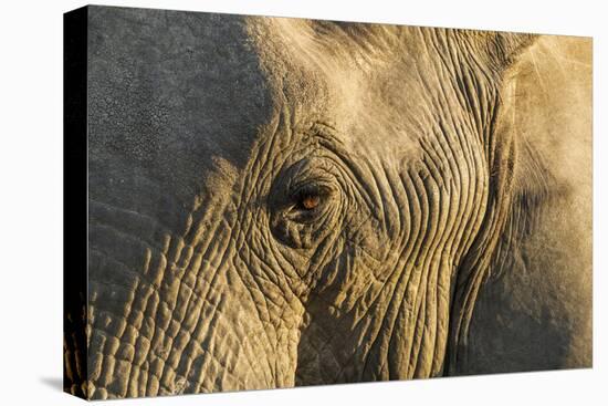 Botswana, Moremi Game Reserve, African Elephant in Okavango Delta-Paul Souders-Premier Image Canvas