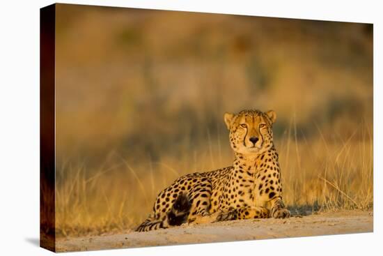 Botswana, Moremi Game Reserve, Cheetah Resting on Low Rise at Dawn-Paul Souders-Premier Image Canvas