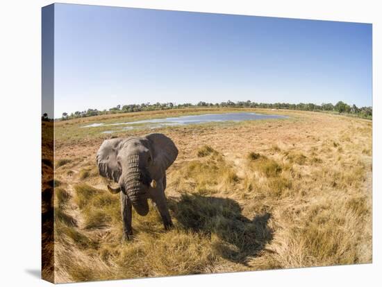 Botswana, Moremi Game Reserve, Elephant in Wetlands of Okavango Delta-Paul Souders-Premier Image Canvas