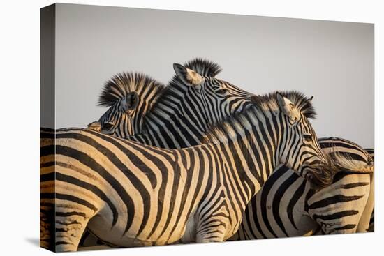 Botswana, Moremi Game Reserve, Herd of Plains Zebra at Sunset-Paul Souders-Premier Image Canvas