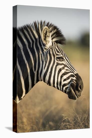 Botswana, Moremi Game Reserve, Plains Zebra Feeding on Dry Grass-Paul Souders-Premier Image Canvas