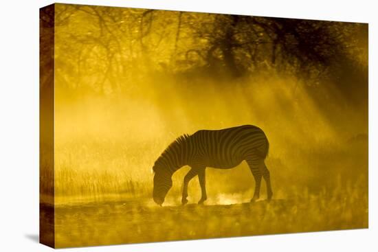 Botswana, Moremi Game Reserve, Plains Zebra in Okavango Delta, Sunset-Paul Souders-Premier Image Canvas