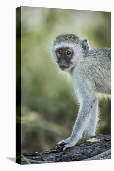 Botswana, Moremi Game Reserve, Vervet Monkey Standing on Tree Trunk-Paul Souders-Premier Image Canvas