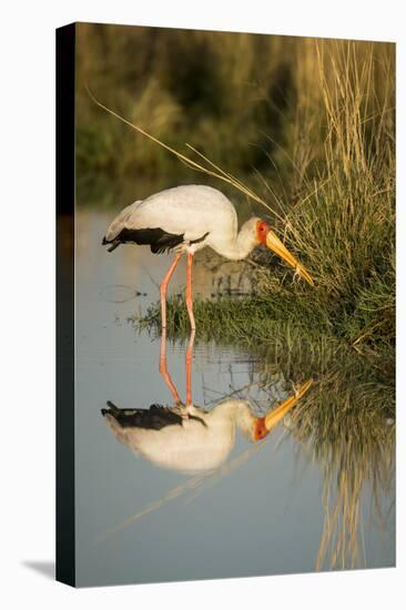 Botswana, Moremi Game Reserve, Yellow Billed Stork Captures Small Frog-Paul Souders-Premier Image Canvas