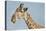 Botswana, Moremi Reserve, Giraffe Baring Teeth in Imitation of a Grin-Paul Souders-Premier Image Canvas