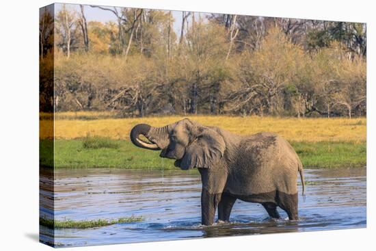 Botswana. Okavango Delta. Khwai Concession. Elephant Drinking-Inger Hogstrom-Premier Image Canvas