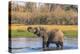 Botswana. Okavango Delta. Khwai Concession. Elephant Drinking-Inger Hogstrom-Premier Image Canvas