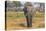 Botswana. Okavango Delta. Khwai Concession. Elephant Grazing Near the Khwai River-Inger Hogstrom-Premier Image Canvas