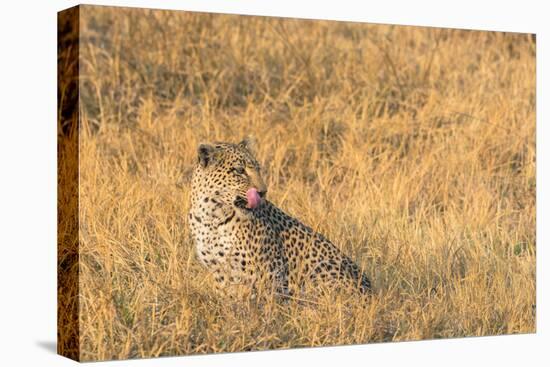 Botswana. Okavango Delta. Khwai Concession. Female Leopard in the Tall Grass-Inger Hogstrom-Premier Image Canvas