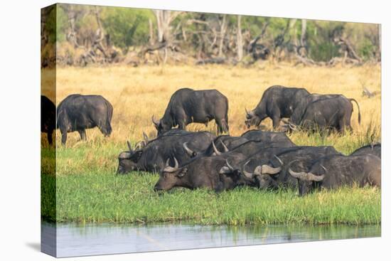 Botswana. Okavango Delta. Khwai Concession. Herd of Cape Buffalo-Inger Hogstrom-Premier Image Canvas