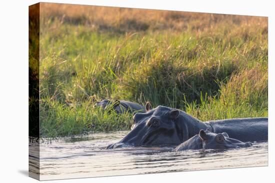 Botswana. Okavango Delta. Khwai Concession. Hippo Mother and Baby in the Khwai River-Inger Hogstrom-Premier Image Canvas