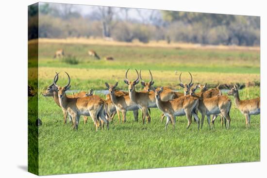 Botswana. Okavango Delta. Khwai Concession. Red Lechwe Herd-Inger Hogstrom-Premier Image Canvas