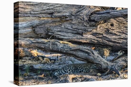 Botswana. Okavango Delta. Khwai Concession. Young Female Leopard Resting under a Log-Inger Hogstrom-Premier Image Canvas