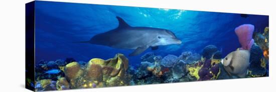 Bottle-Nosed Dolphin and Gray Angelfish on Coral Reef in the Sea-null-Premier Image Canvas