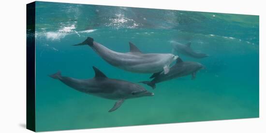 Bottle-Nosed Dolphin (Tursiops Truncatus) Swimming in Sea, Sodwana Bay, South Africa-null-Premier Image Canvas