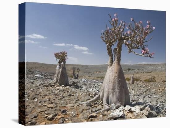 Bottle-Tree Endemic to Island, Diksam Plateau, Central Socotra Island, Yemen, Middle East-Waltham Tony-Premier Image Canvas