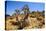 Bottle Trees in Bloom (Adenium Obesum), Endemic Tree of Socotra, Homil Protected Area-Michael Runkel-Premier Image Canvas