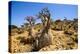 Bottle Trees in Bloom (Adenium Obesum), Endemic Tree of Socotra, Homil Protected Area-Michael Runkel-Premier Image Canvas