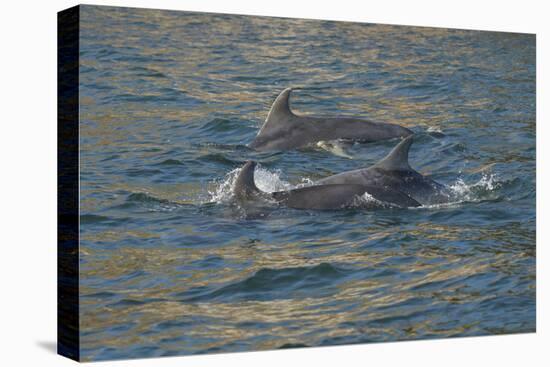 Bottlenose dolphin at surface, Moray Firth, Highlands, Scotland. May-Terry Whittaker-Premier Image Canvas