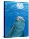 Bottlenose Dolphin Blowing Air Bubbles Underwater-Augusto Leandro Stanzani-Premier Image Canvas