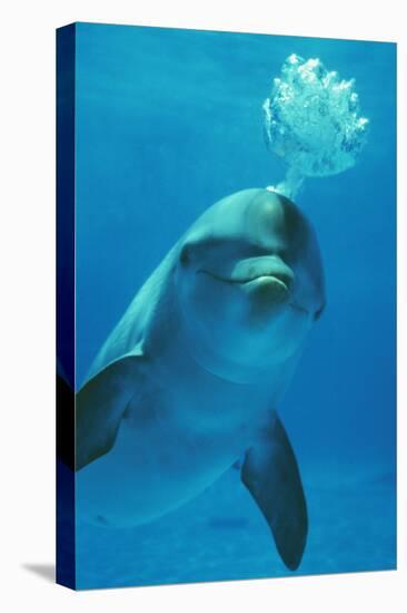 Bottlenose Dolphin Blows Bubbles from Blow Hole-Augusto Leandro Stanzani-Premier Image Canvas