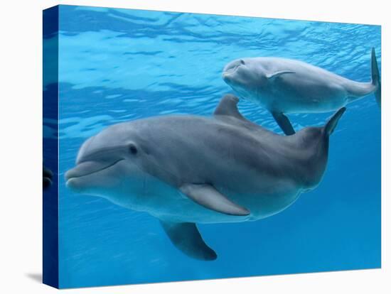 Bottlenose Dolphin Female and Her Calf-Augusto Leandro Stanzani-Premier Image Canvas