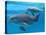 Bottlenose Dolphin Female and Her Calf-Augusto Leandro Stanzani-Premier Image Canvas