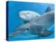 Bottlenose Dolphin Female and Her Calf-Augusto Leandro Stanzani-Premier Image Canvas