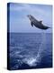 Bottlenose Dolphin Jumping-Stuart Westmorland-Premier Image Canvas
