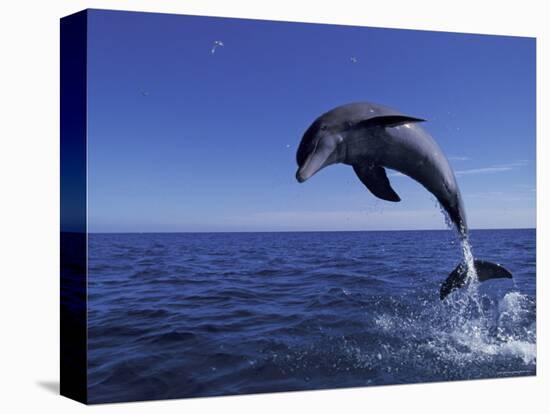 Bottlenose Dolphin Leaping, Bahamas-John Downer-Premier Image Canvas