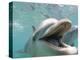 Bottlenose Dolphin Opening Mouth-Stuart Westmorland-Premier Image Canvas