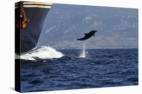 Bottlenose Dolphin Playing-null-Premier Image Canvas