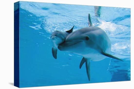 Bottlenose Dolphin Recently Born Calf Swims with Mother-Augusto Leandro Stanzani-Premier Image Canvas