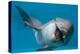Bottlenose Dolphin Swimming on Side Underwater-Augusto Leandro Stanzani-Premier Image Canvas